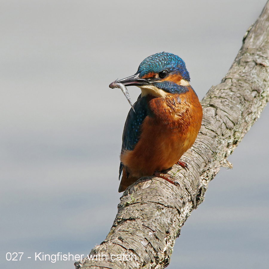 027 - Kingfisher with catch